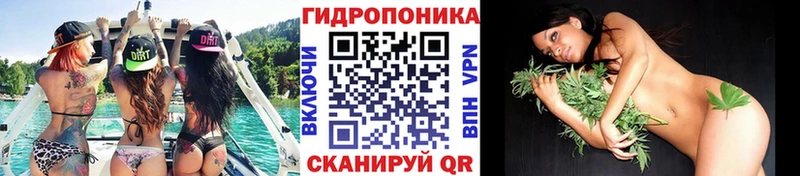 Марихуана сатива Кувшиново
